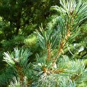 Pinus parviflora feuille